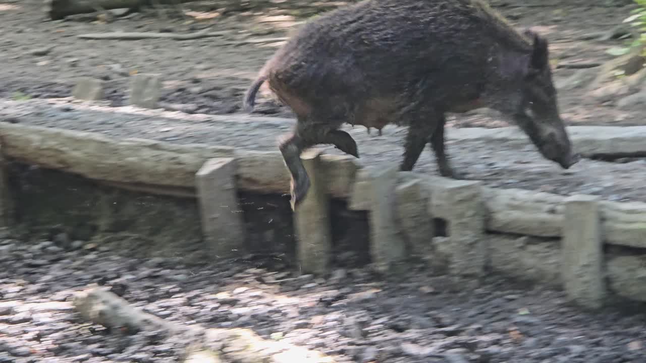 Cinghiale (Sus scrofa) in cerca di cibo nel fitto sottobosco