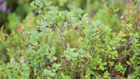 a close-up shot of the blueberry shrubs with ripe blue berries