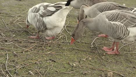 hungry geese foraging for food