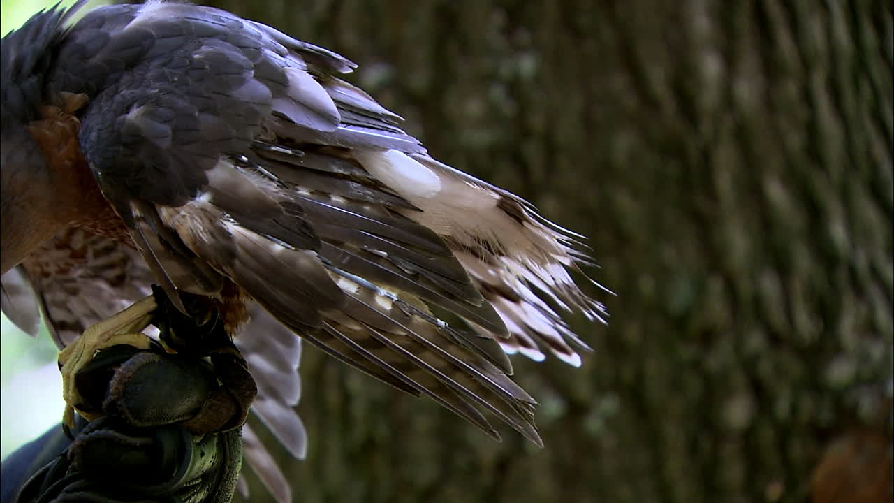 Крупный план крыльев ястреба