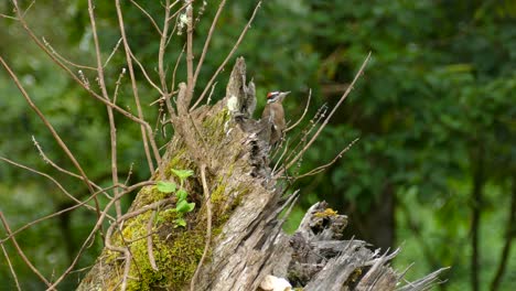 acorn woodpecker hammering away at a tree stump in costa rica