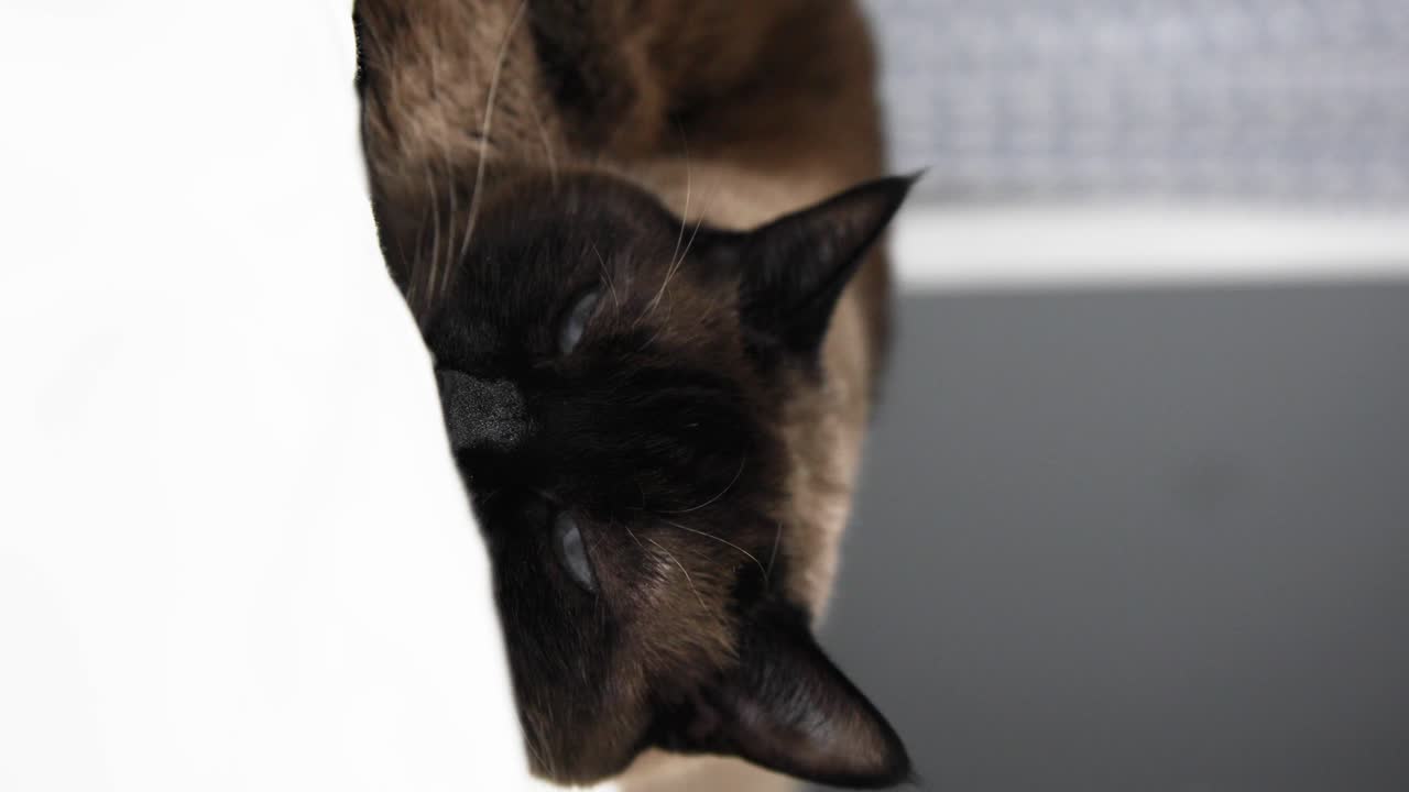 Gatto siamese sdraiato su una coperta bianca che si assopisce e si risveglia con pupille dilatate e pelo morbido su un letto con uno sfondo grigio