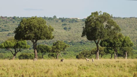 Cheetah-Family-Walking-in-Long-Savanna-Grass-in-Masai-Mara,-Kenya,-Africa,-African-Wildlife-Safari-Animals-in-Maasai-Mara,-Amazing-Beautiful-Animal-in-Savannah-Grasses-Landscape-Scenery-Scene