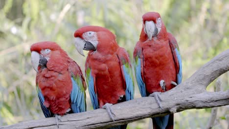 static close up shot of three red and green macaws, ara chloropterus