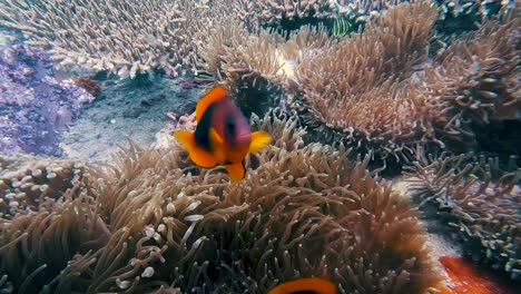 Peces-Tropicales-Negros-Anaranjados-Nadando-A-Través-De-Los-Corales-Bajo-El-Agua-En-Koh-Lipe