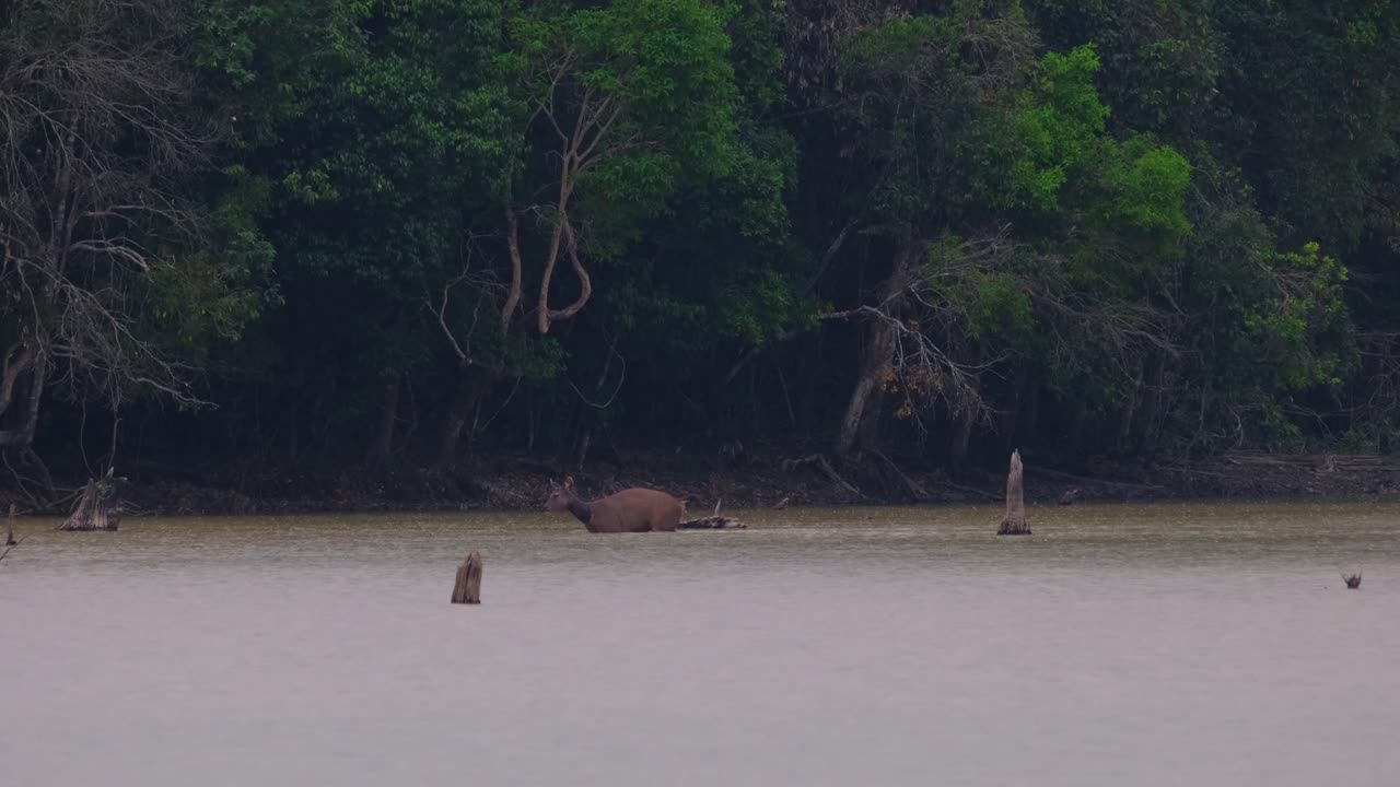 лань пересекает озеро в дождливый полдень, в то время как другая самка следует за ней