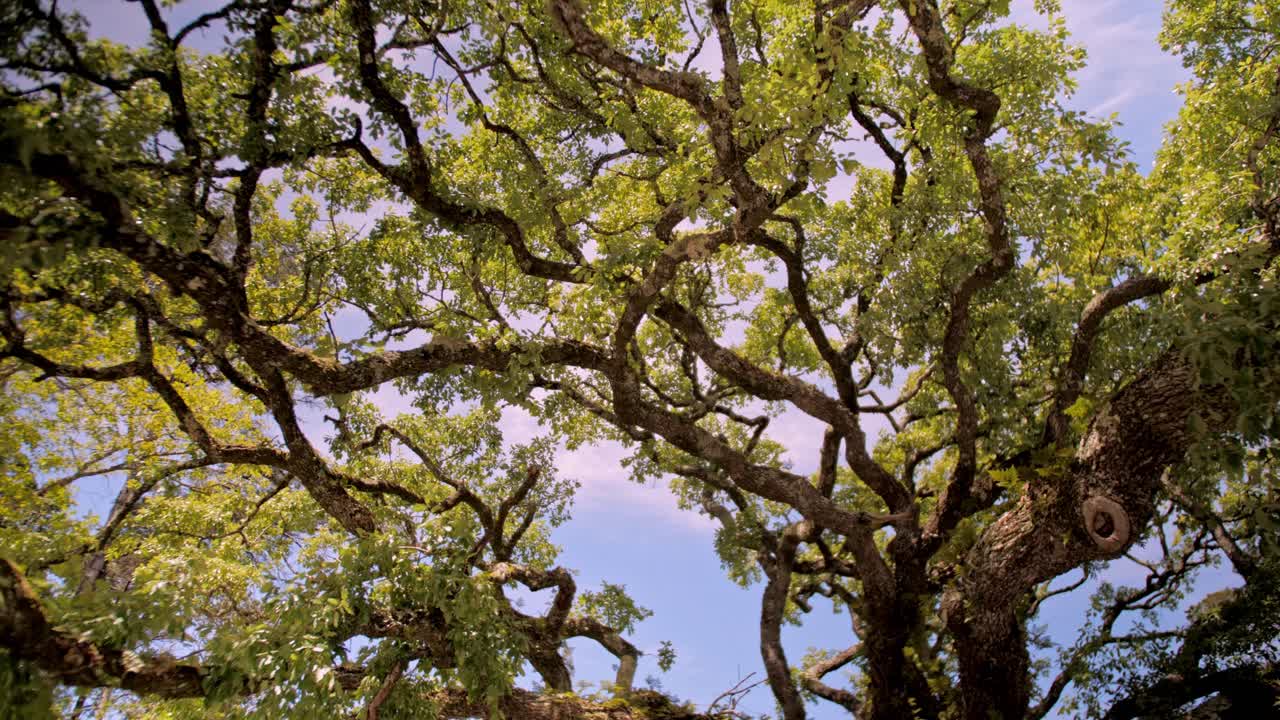 매우 긴 구부러진 잔가지, 얽힌 가지, 특이한 나무, 포르투갈의 나무로 구성된 나무의 무성한 면류관