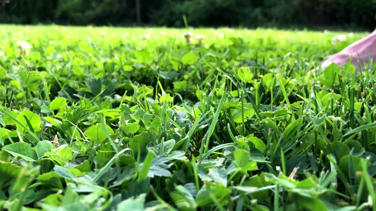 여름에 농부처럼 정원의 푸른 잔디에서 걷는 음식 단계