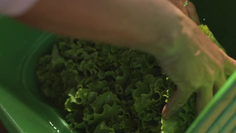 stacking bundles of fresh green leaf lettuce in a bin