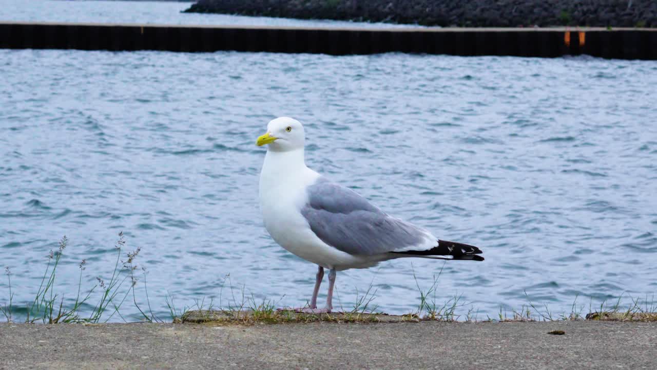 Statisk bilde av en måke som ser seg rundt på jakt etter mat mens den står på kanten av en brygge.