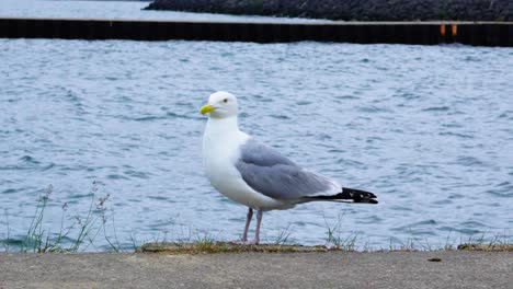 disparo estático de una gaviota mirando a su alrededor en busca de comida de pie en el borde de un muelle