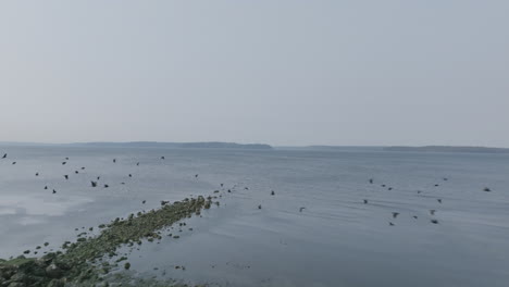 Luftaufnahmen,-Die-Von-Einem-Strand-In-Richtung-Wasser-Fliegen,-Mit-Schwarzen-Vögeln,-Die-Davonfliegen