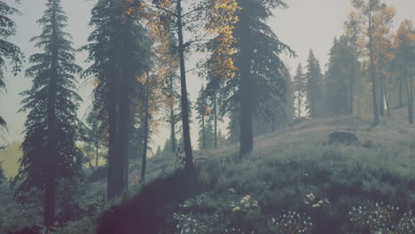 tall trees in a forest bathed in soft morning light