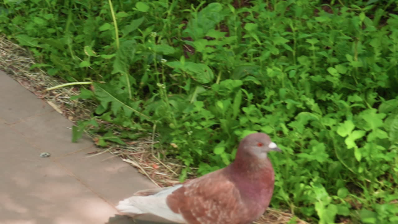 Close up of pigeon standing on paved pathway near green grass, looking around curiously before flying away, sunlight highlighting feathers, peaceful park moment showing wildlife behavior