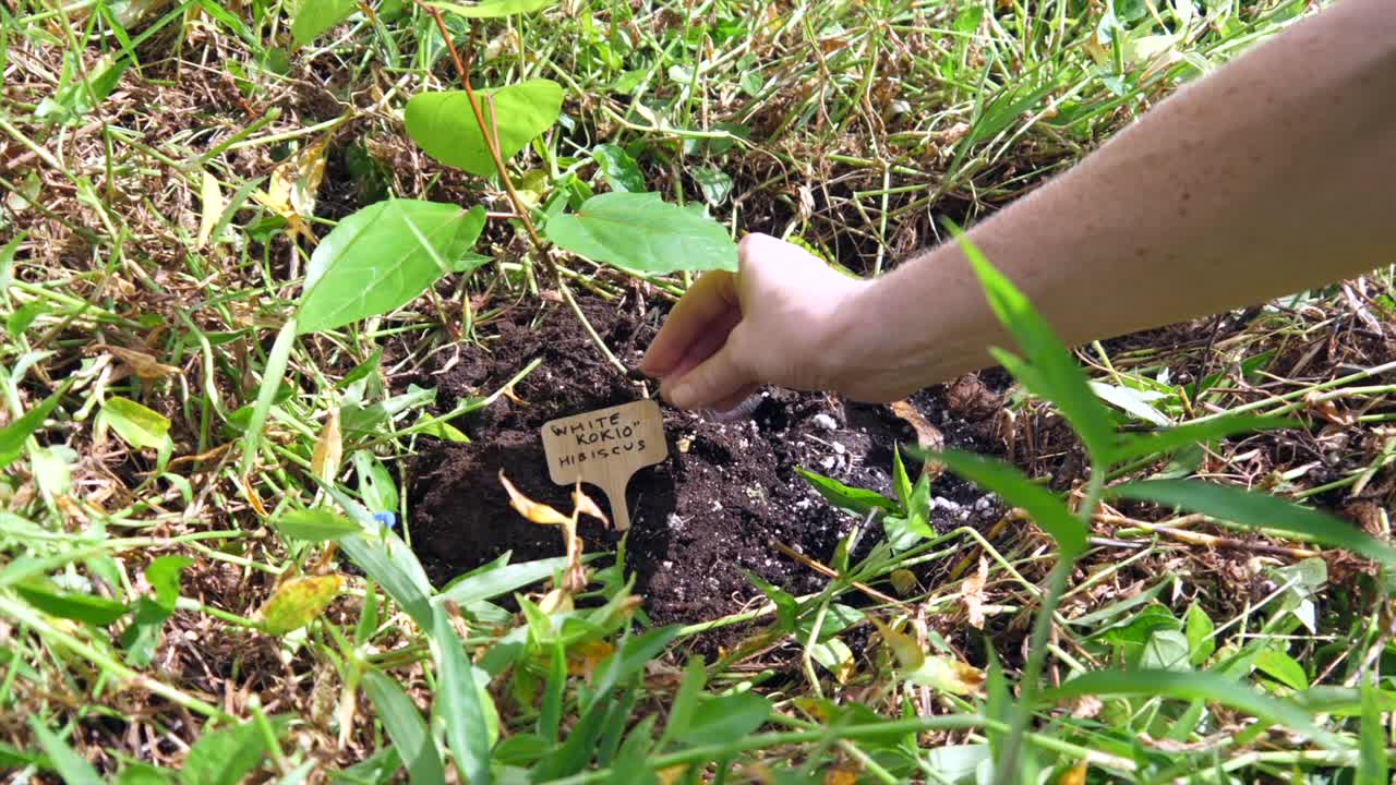 Planting White Kokio Hibiscus flower in a tropical garden