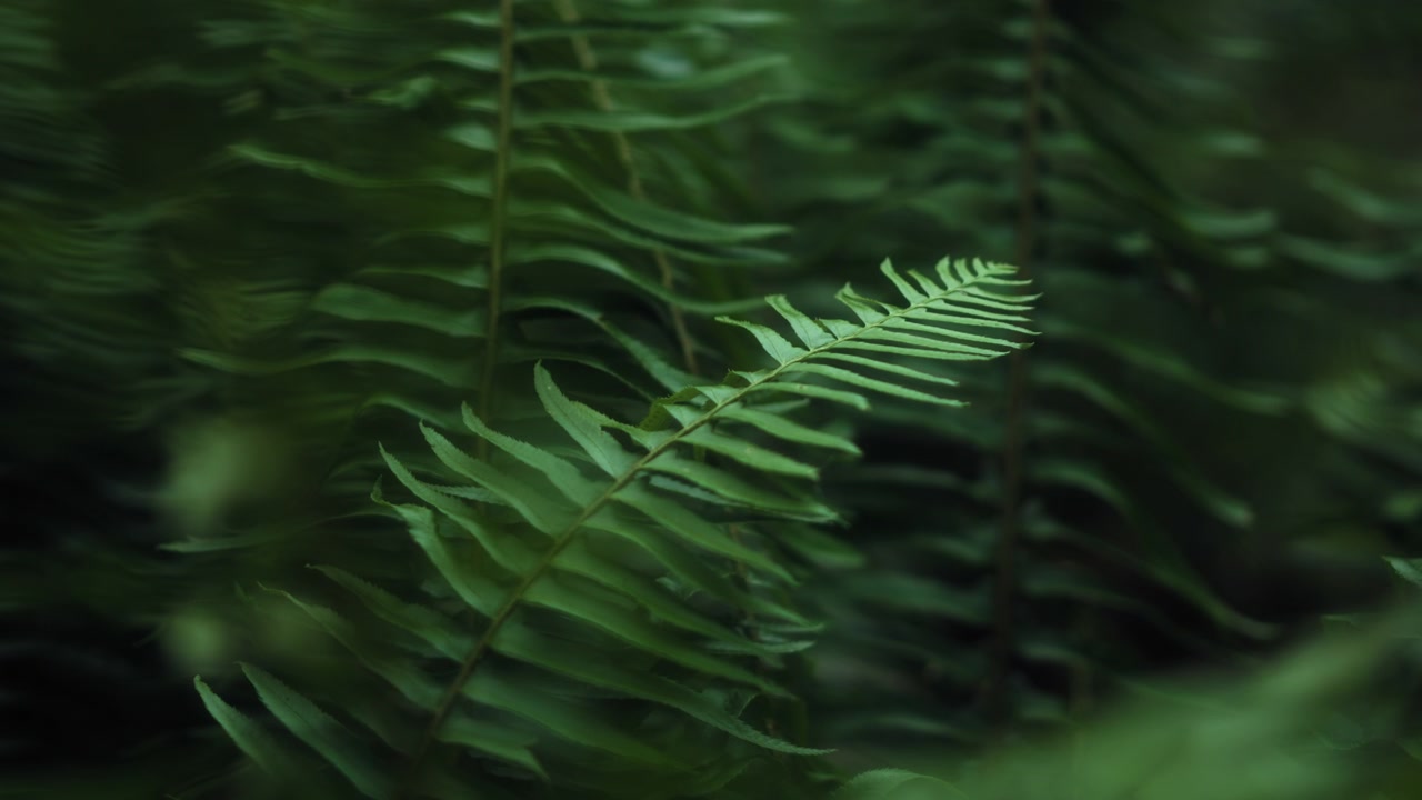 Primo piano di foglie di felce nella foresta pluviale