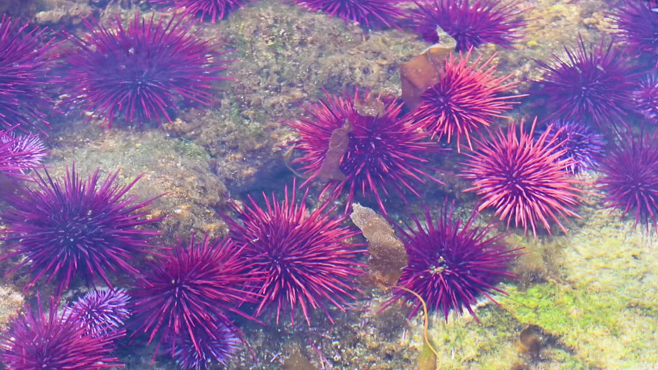 Erizos de mar morados con largas espinas se agrupan en el fondo marino rocoso en aguas claras, mostrando una vibrante vida marina y texturas en un entorno submarino.