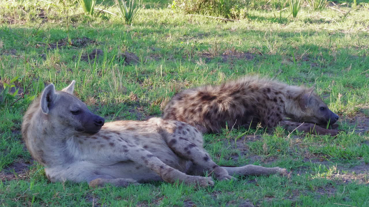 보츠와나의 초원에서 아침에 두 마리의 점박이 하이에나가 그늘에서 쉬고 있다