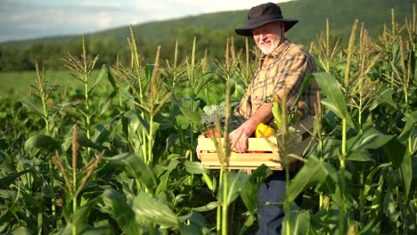 Slow-motion-closeup-of-farmer-carrying-basket-of-freshly-picked-vegetables-through-corn-field-at-sunset-looking-into-the-sun