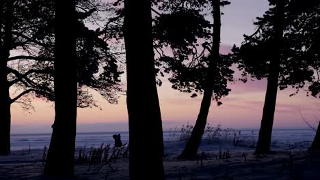 pink sunset through the trees
