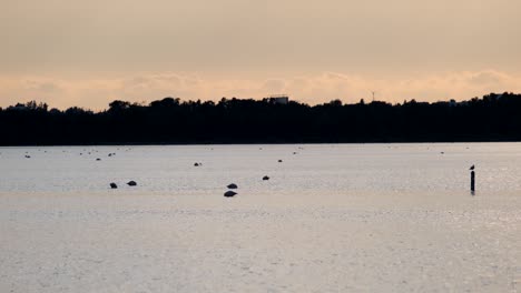 silhouettes of grazing and wading flamingoes in salt water lake of larnaca in cyprus late in the afternoon.