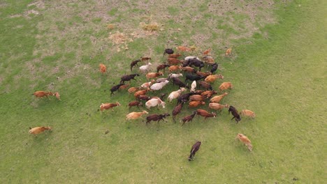 Eine-Kleine-Gruppe-Asiatischer-Rinder-Grast-Friedlich-Auf-Einem-Offenen-Feld,-Festgehalten-In-Ruhigen-Luftaufnahmen