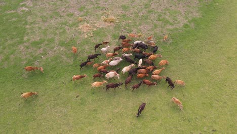 a small group of asian cattle graze peacefully in an open field, captured in serene aerial footage