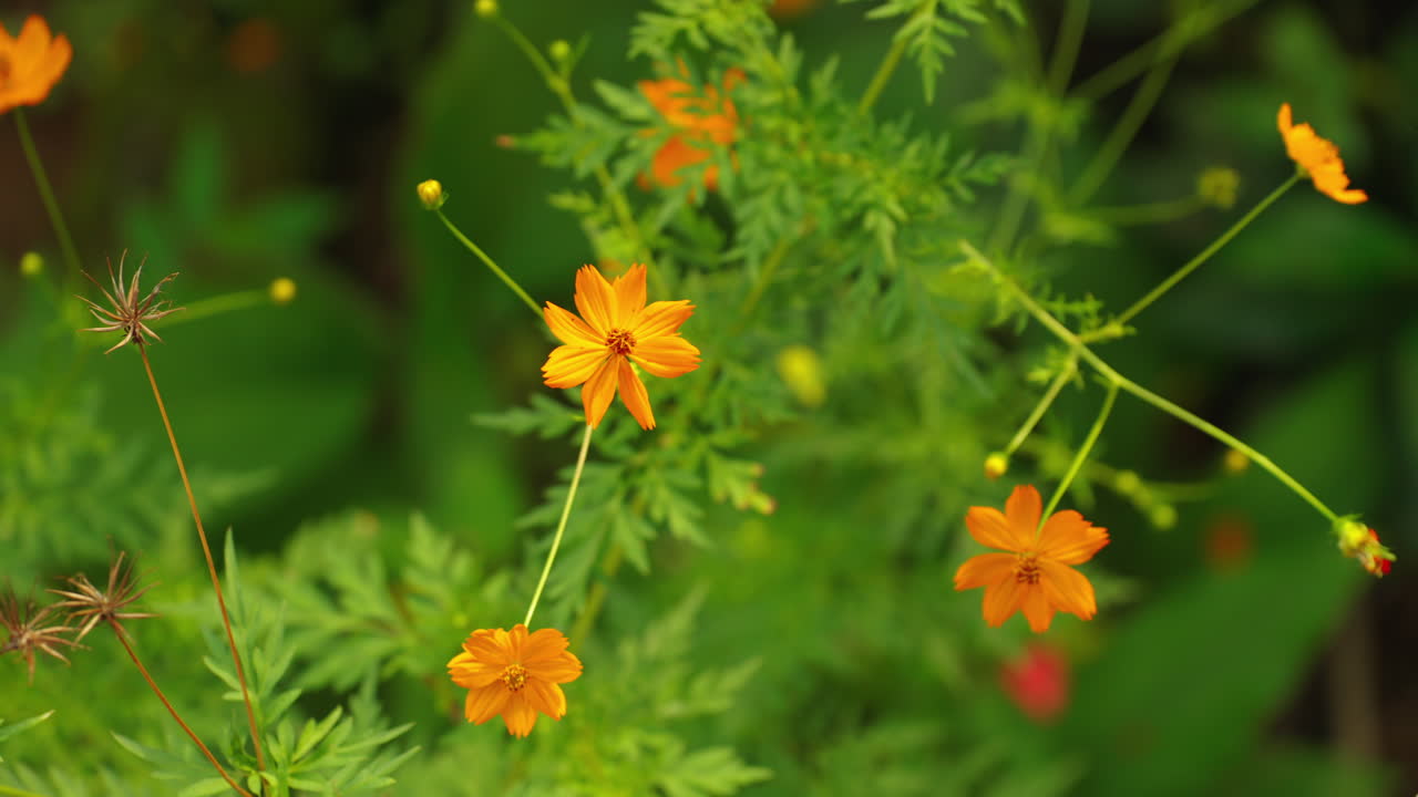 Ripresa ravvicinata con panoramica di piccoli fiori arancioni e fogliame verde in un ambiente naturale da giardino