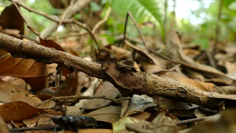 Dung-beetle-climbing-through-leaves-on-rainforest-floor,-closeup