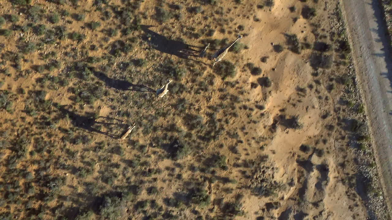 It's rare to see a jenny of giraffes