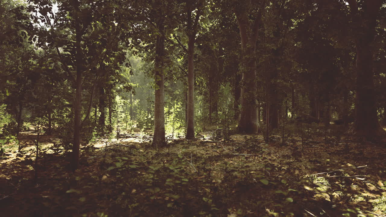 La luce filtra tra gli alberi rigogliosi in un sereno ambiente forestale