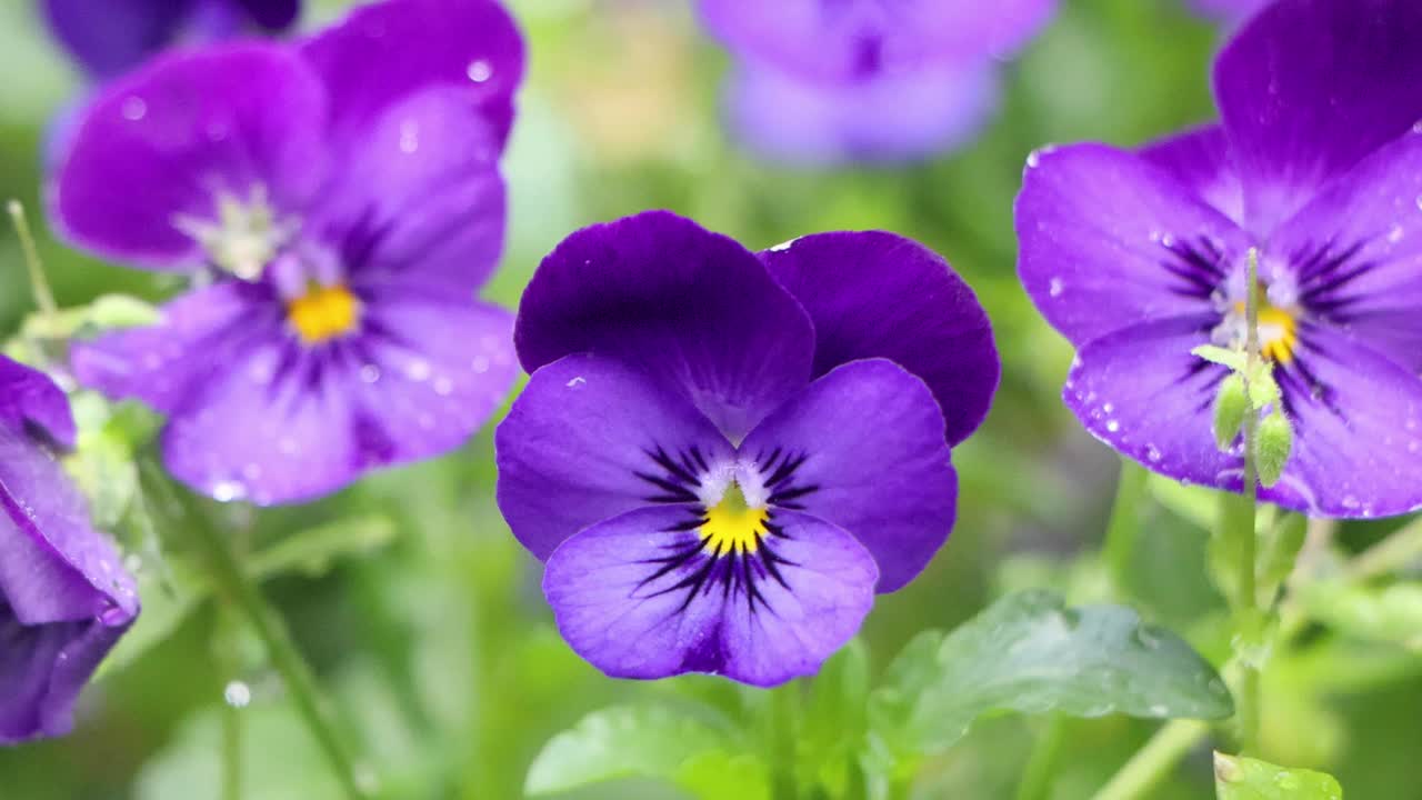 la mejor vista en tokio