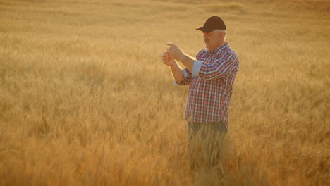 an elderly male farmer with a mustache holds a brush of wheat and looks studying and analyzing it. rye in the hands of a farmer at sunset