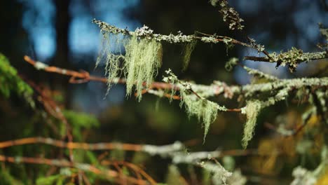 hanging moss on the dark branches of the birch tree