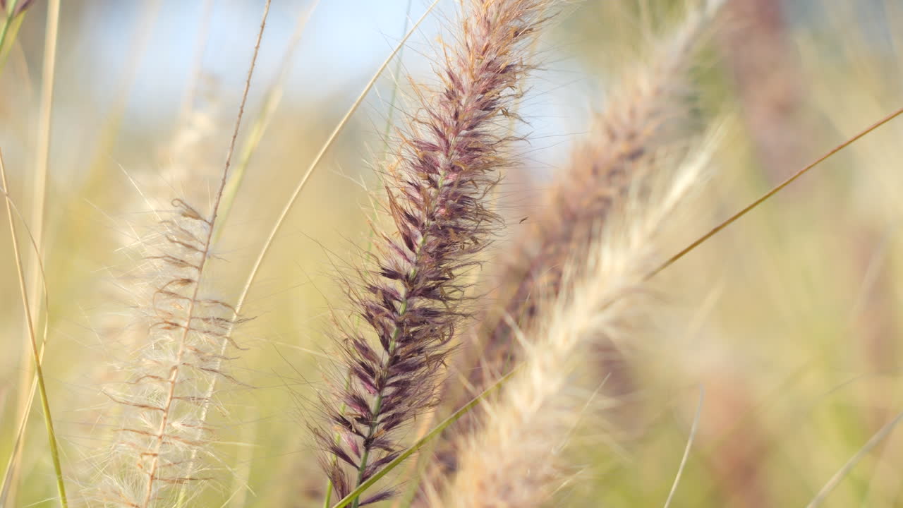cerca de rack lento enfoque de la hierba larga en la naturaleza