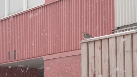 A-snowfall-encounter-with-a-Restless-Thrush-in-Sweden