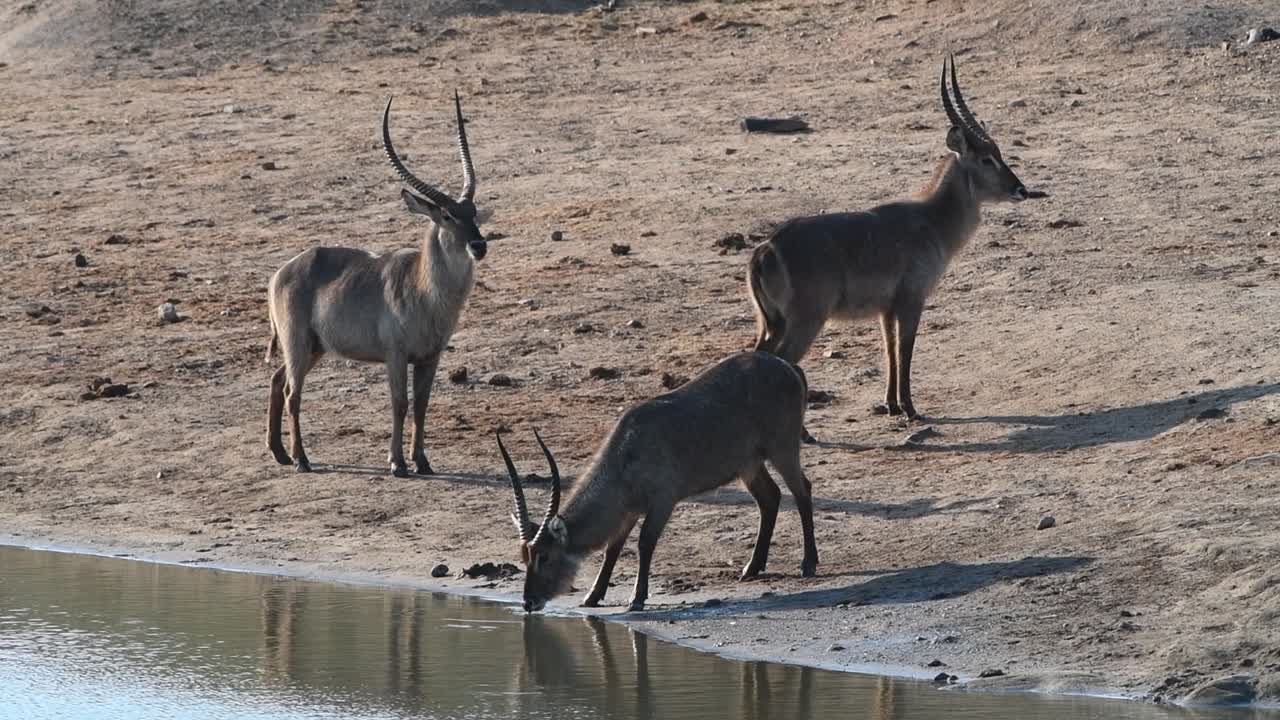 una foto amplia de tres machos de buque acuático de pie en un pozo de agua en el parque nacional kruger mientras uno está bebiendo