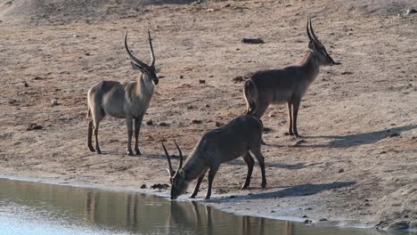 wide shot of three waterbuck males standing at a waterhole in kruger national park while one is drinking