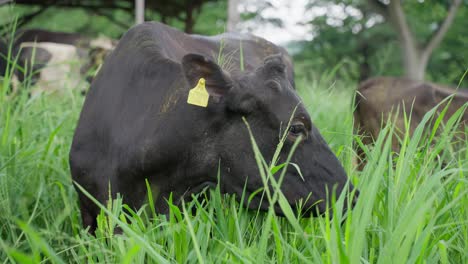 una vaca negra pastando en un pasto