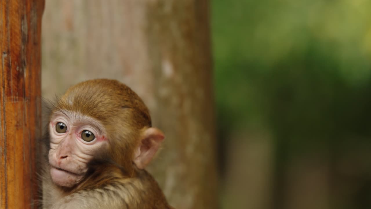 Young Tibetan macaque (Macaca thibetana) with raised arm in natural forest habitat, showing expressive and delicate facial features.