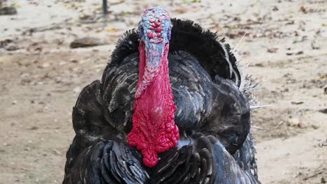 close-up of a turkey