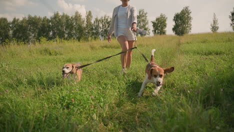 dog trainer walking two dogs on leash in sunny grassy field, dogs eagerly pulling forward with tongues out under clear sky, background includes lush greenery and trees