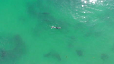 dolphins at malibu beach, drone footage
