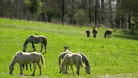 caballos comiendo hierba en el campo en la primavera