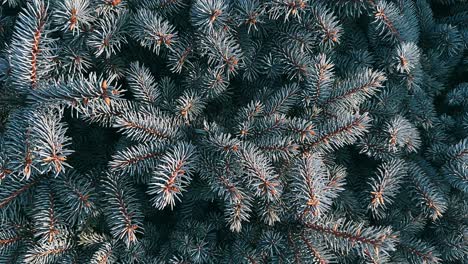 close-up of blue spruce branches