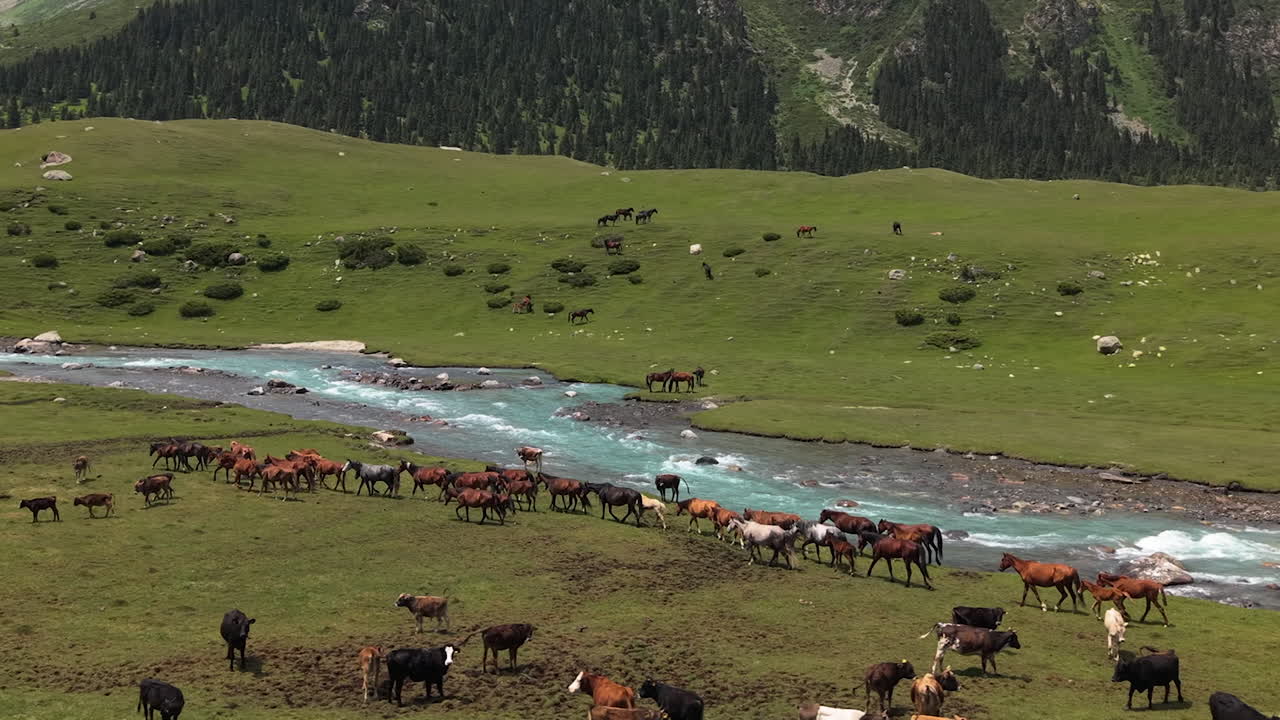 Herd Of Horses And Cows By The Mountain River In Kyrgyzstan - Aerial Drone Shot