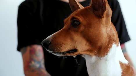 cute beautiful dog yawns on camera