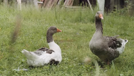 pair of domesticated farmyard geese with one honking while the second rests on grass viewed past blurred vegetation