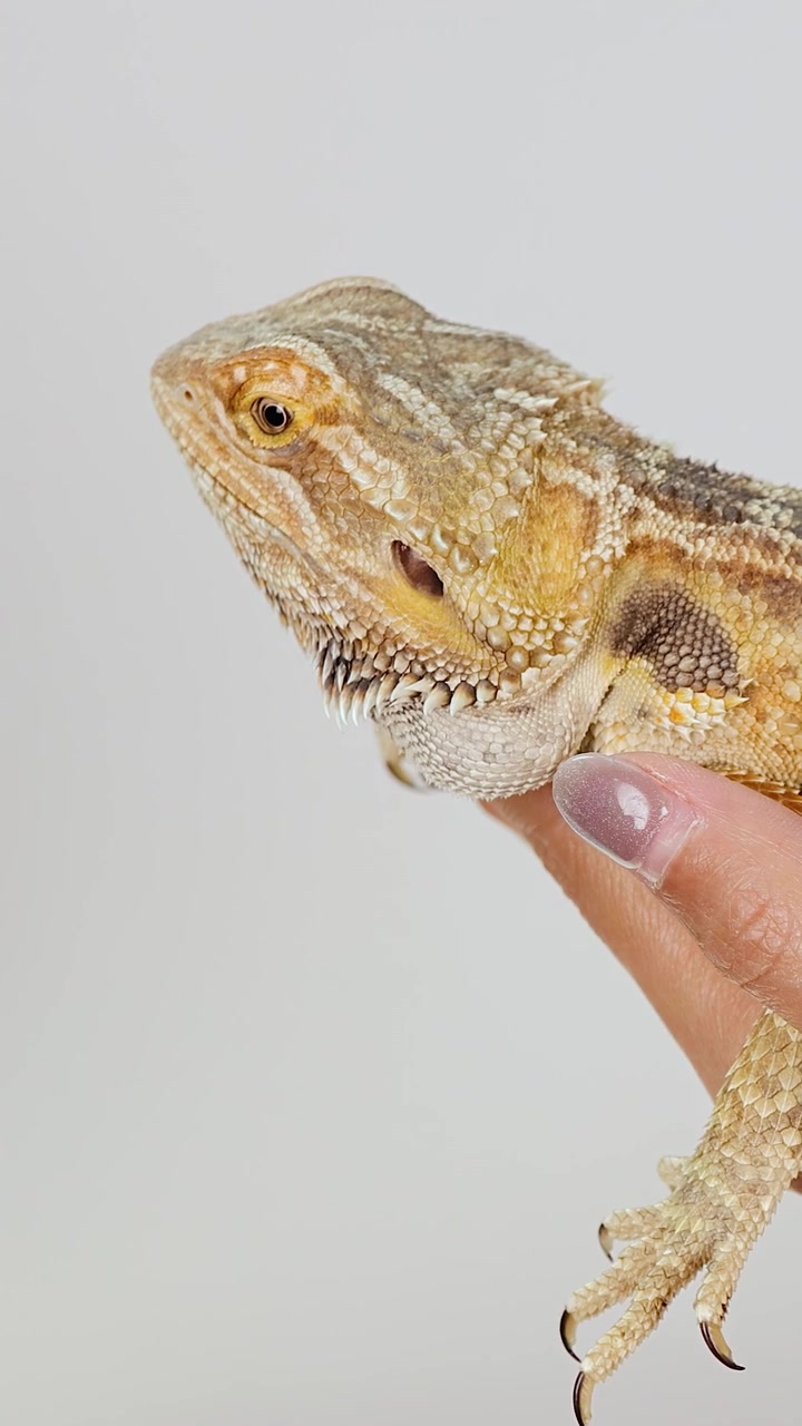 A bearded dragon lizard is gently held in a person's hand, with slow hand movement, under bright, even studio lighting against a plain white background