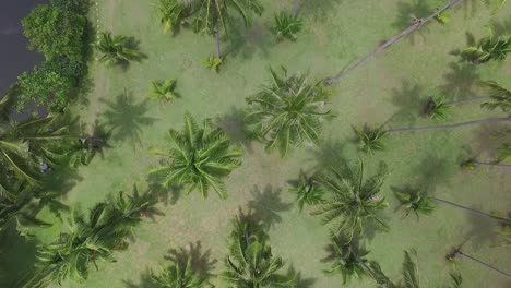 Aerial view above tropical Koh Chang paradise exotic palm trees descending over wilderness